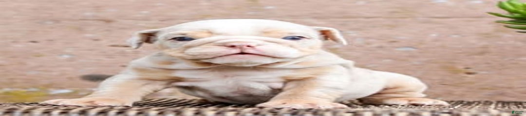 Hugo