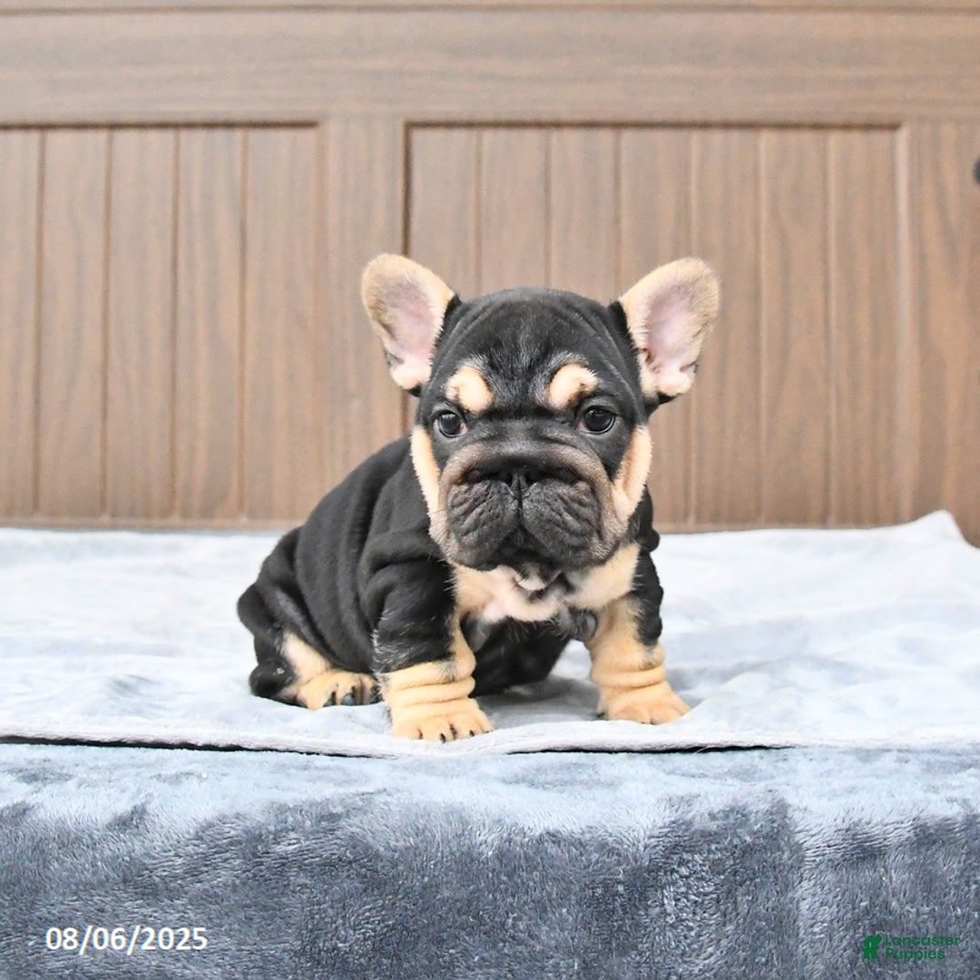 French Bulldog dogs for sale: Daisy - Image 5