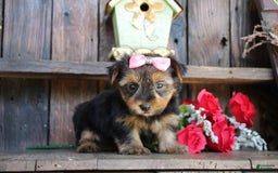 Yorkshire Terrier dogs for sale: Yorkshire Terrier 4 puppies - Image 4