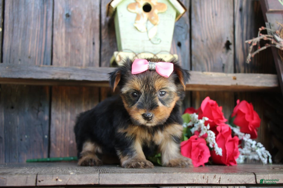 Yorkshire Terrier dogs for sale: Yorkshire Terrier 4 puppies - Image 4