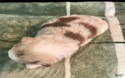 Australian Shepherd dogs for sale: Sandy - Image 2