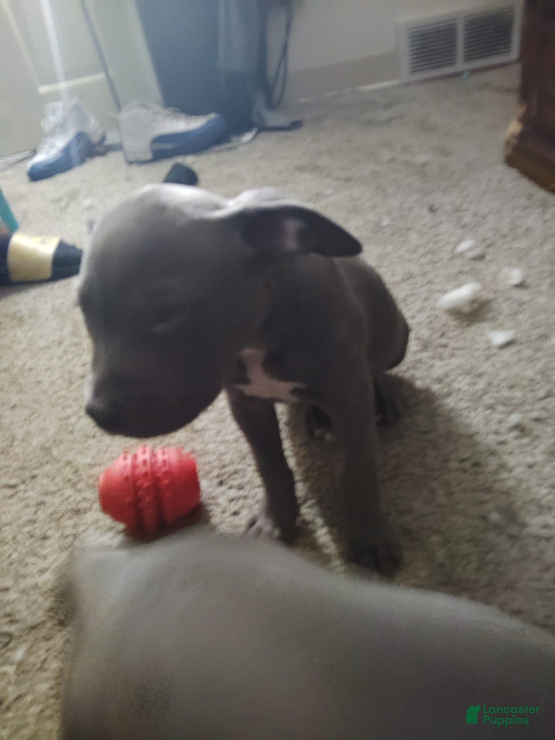 American Pit Bull Terrier dogs for sale: Baby Boy - Image 4