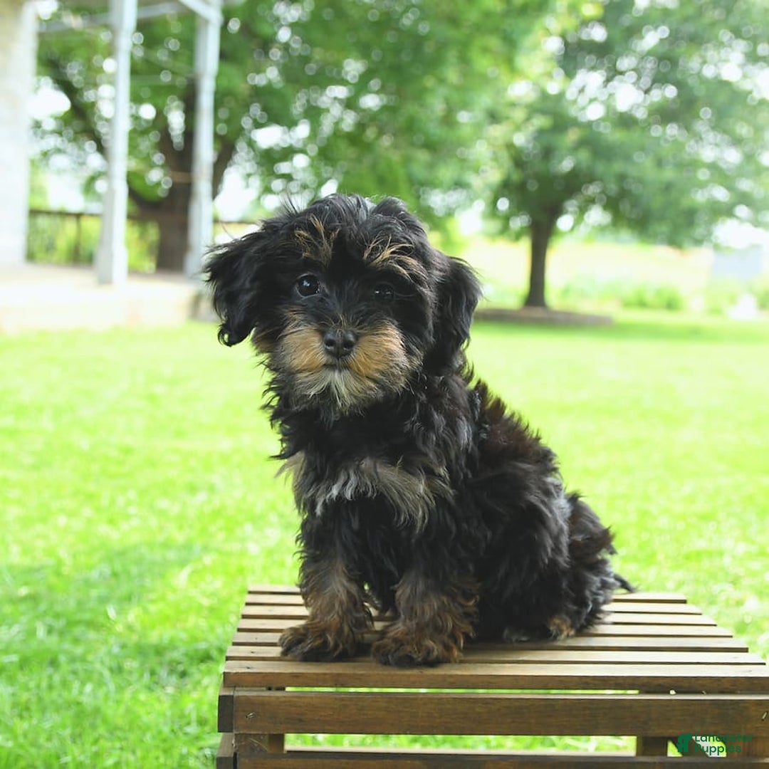 Havapoo dogs for sale: House Raised Sparkles - Image 20