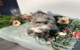 Mini Bernedoodle dogs for sale: Rune - Image 9