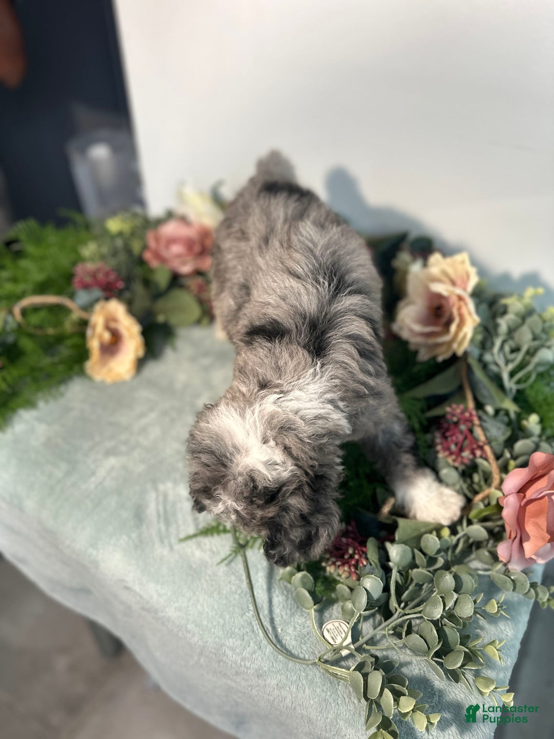 Mini Bernedoodle dogs for sale: Rune - Image 9