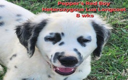 Dalmatian dogs for sale: Peppers Red Boy - Image 1