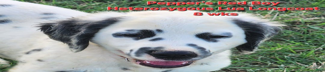 Peppers Red Boy