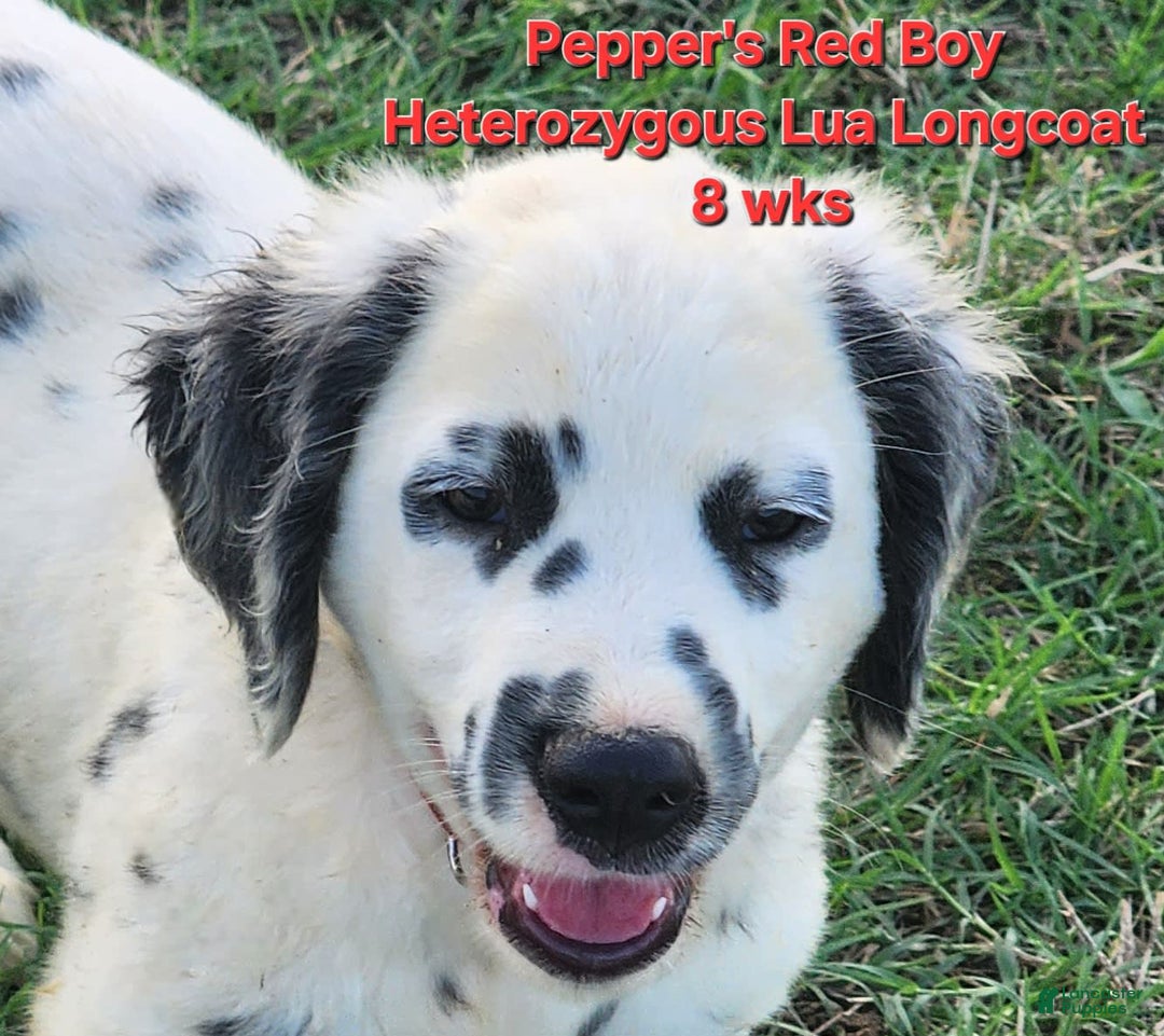 Dalmatian dogs for sale: Peppers Red Boy - Image 1