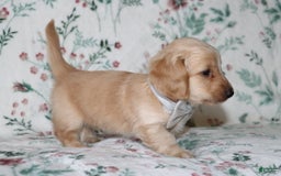 Miniature Dachshund dogs for sale: Vinny - Image 3