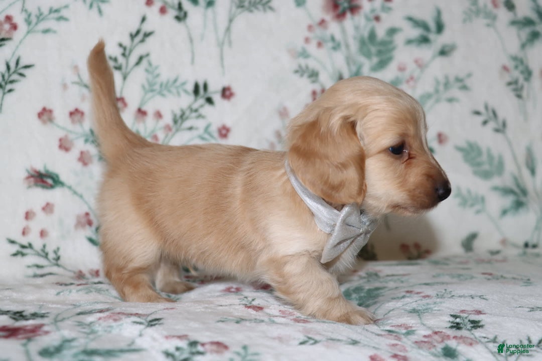Miniature Dachshund dogs for sale: Vinny - Image 3