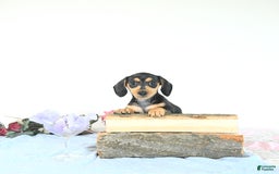 Miniature Dachshund dogs for sale: Cola - Image 16