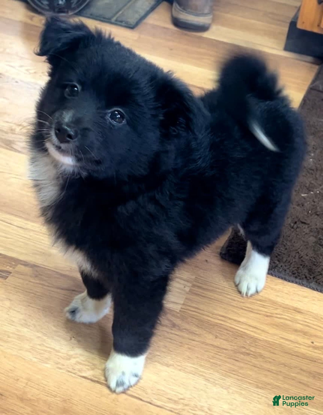 Shiba Inu dogs for sale: Missy - Image 9