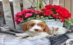 Cavapoo dogs for sale: Chloe - Image 1