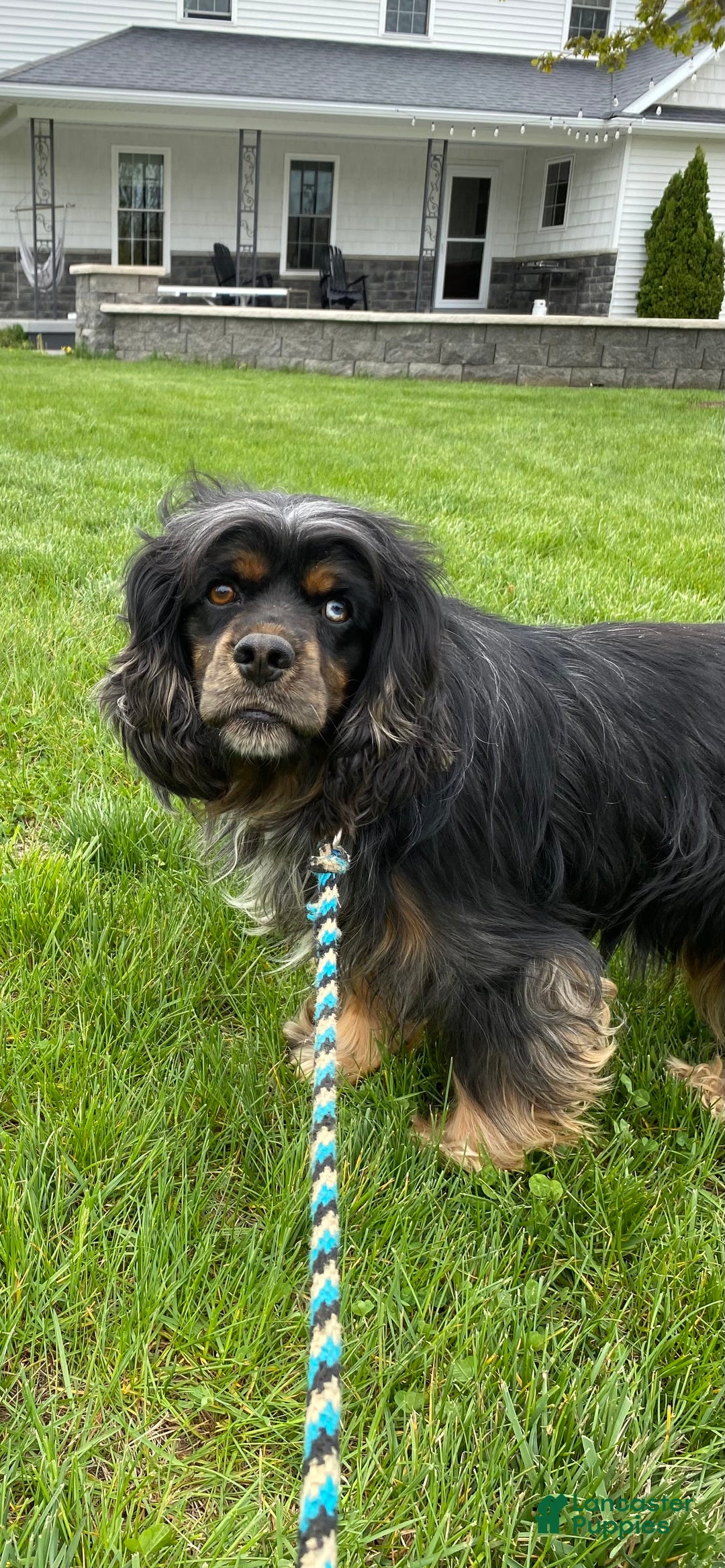 Cocker Spaniel dogs for sale: Asher - Image 8