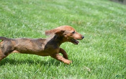 Dachshund dogs for sale: Bella - Image 6