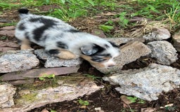 Australian Shepherd dogs for sale: Stubbs Mcgee - Image 3