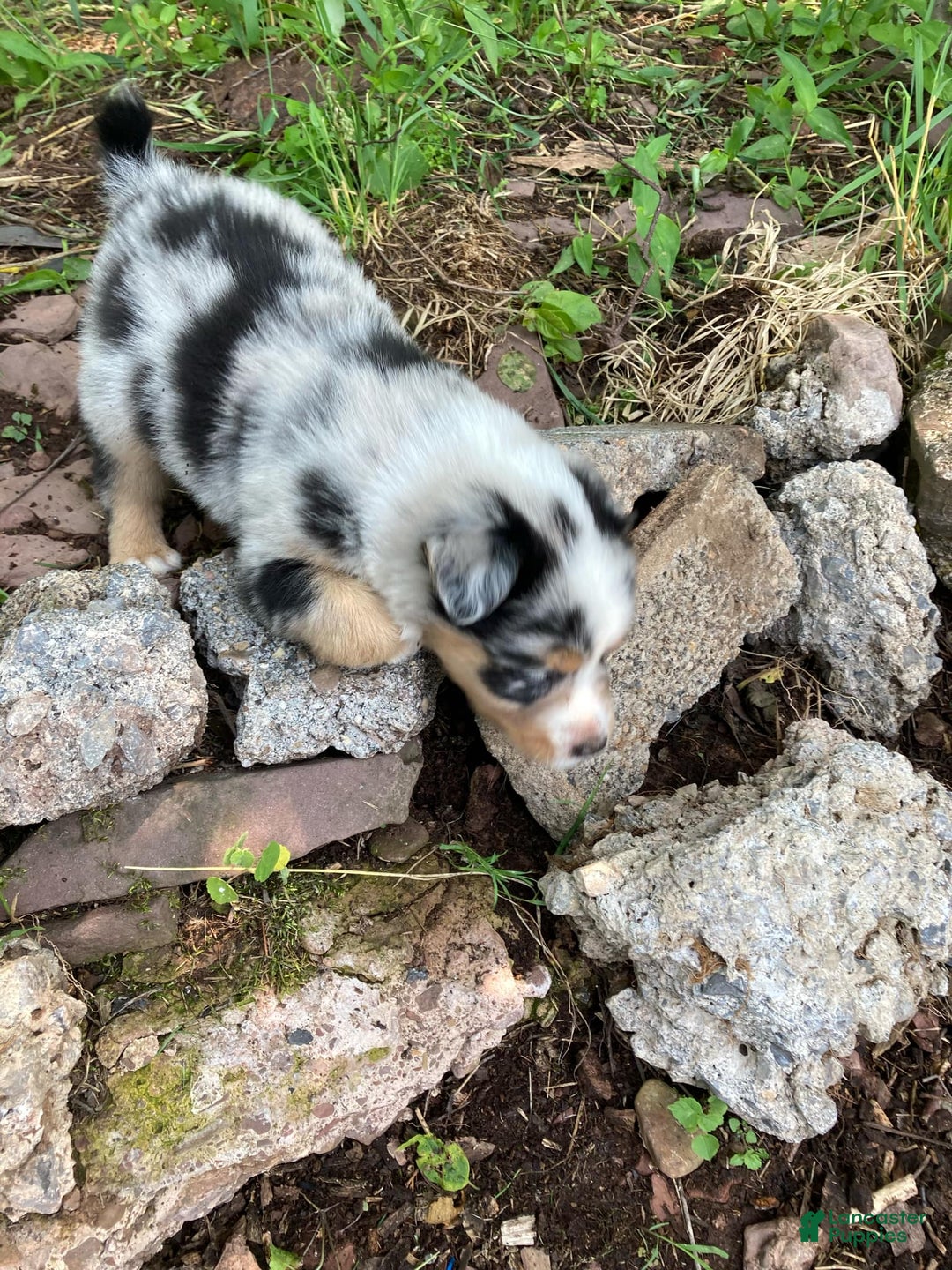 Australian Shepherd dogs for sale: Stubbs Mcgee - Image 3