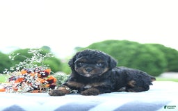 Toy Poodle dogs for sale: Khloe - Image 15