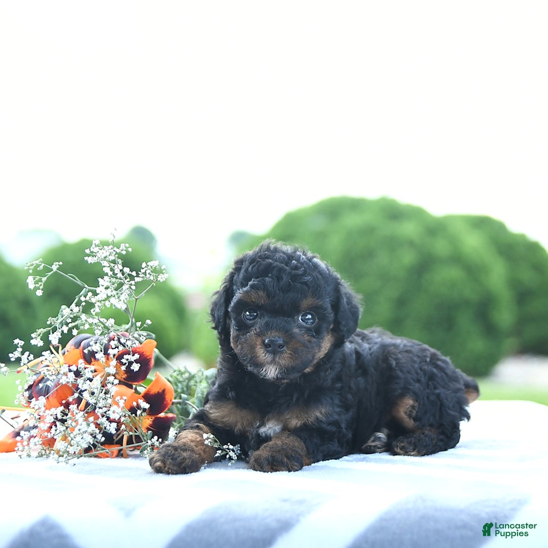Toy Poodle dogs for sale: Khloe - Image 15