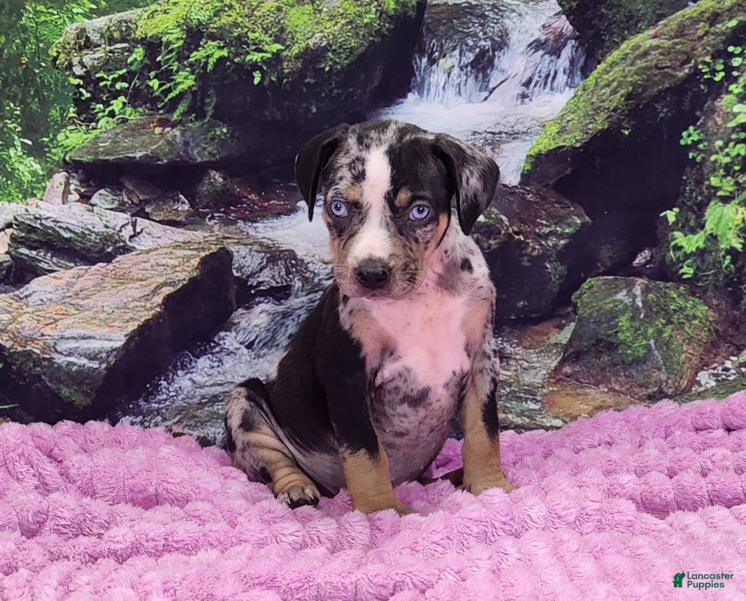 Catahoula Leopard Dog dogs for sale: Luna 2025 Female 3 - Image 9