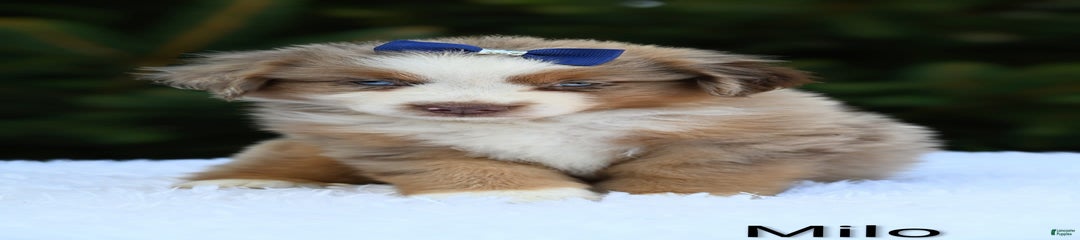 Milo