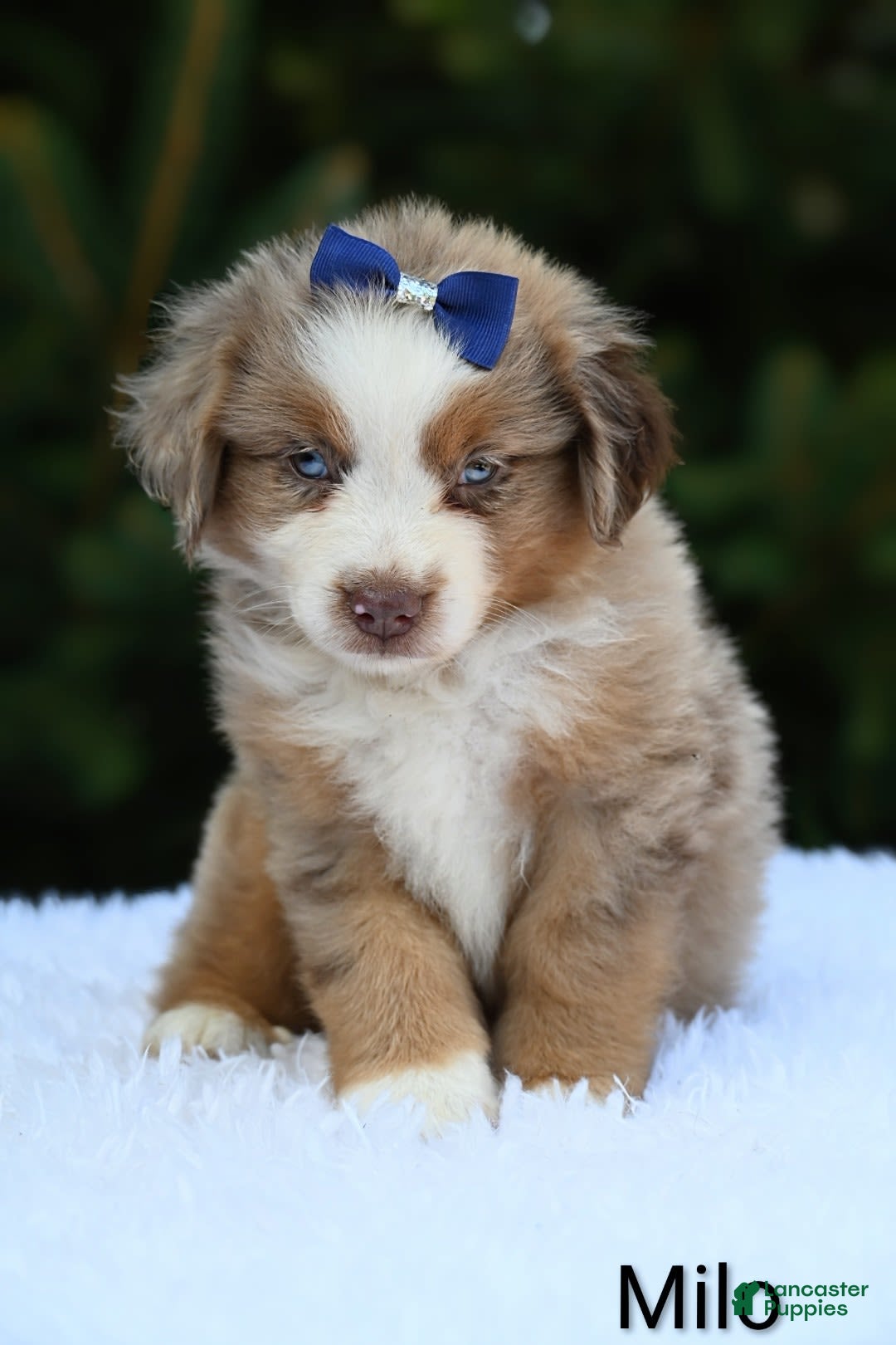 Miniature Australian Shepherd dogs for sale: Milo - Image 2