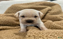 Mini Hippo dogs for sale: Duke - Image 9