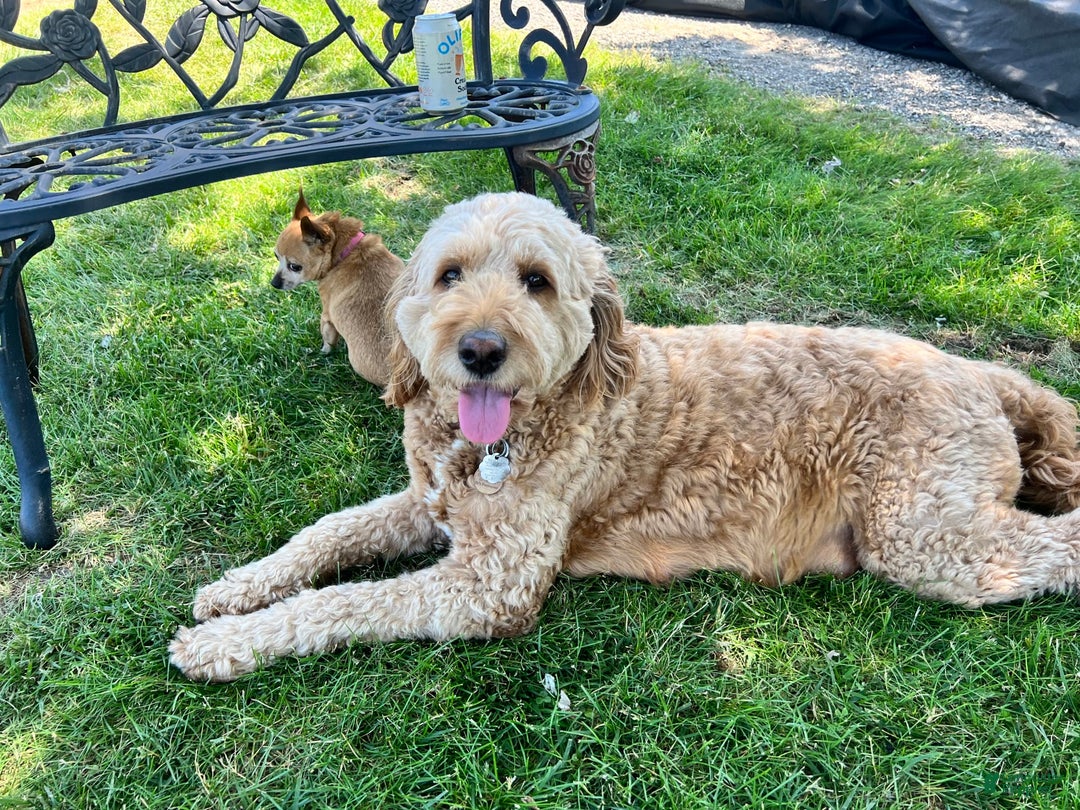 Goldendoodle dogs for sale: Muffin - Image 5