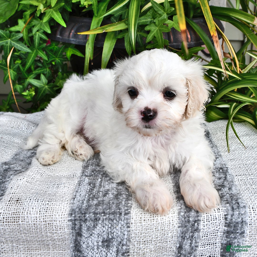 Cavachon dogs for sale: Max - Image 1
