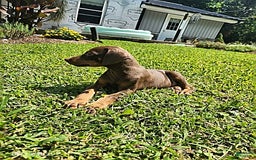 Doberman Pinscher dogs for sale: Daisy - Image 3