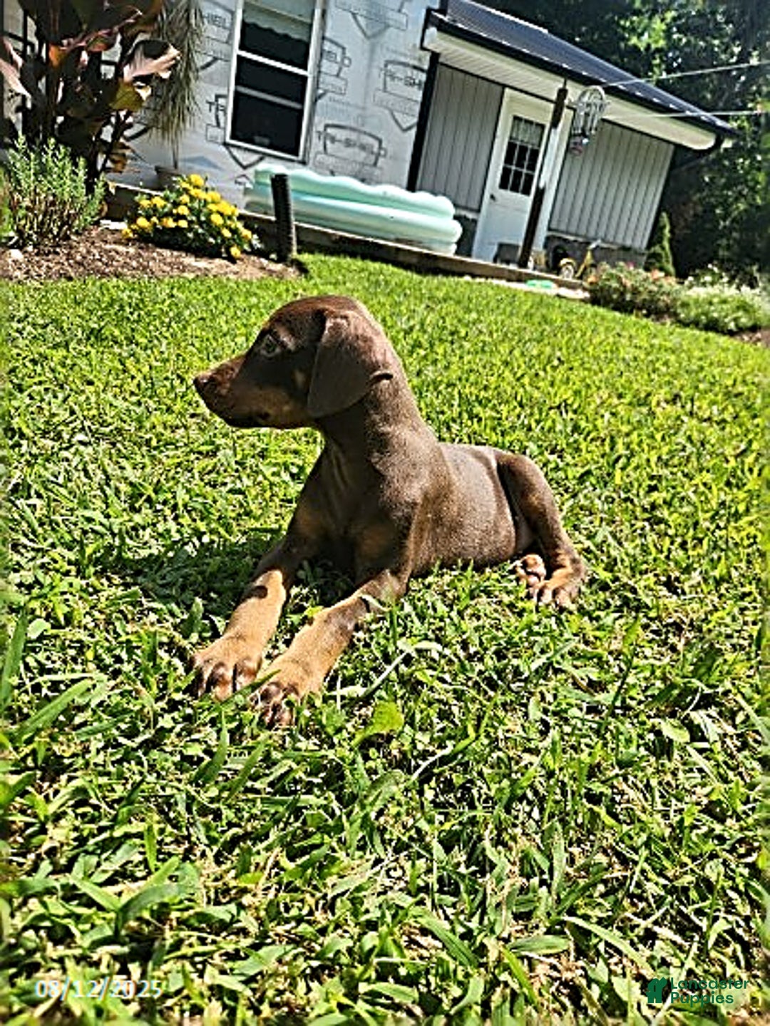 Doberman Pinscher dogs for sale: Daisy - Image 3