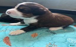 Bernedoodle dogs for sale: Tri Color Girl - Image 7