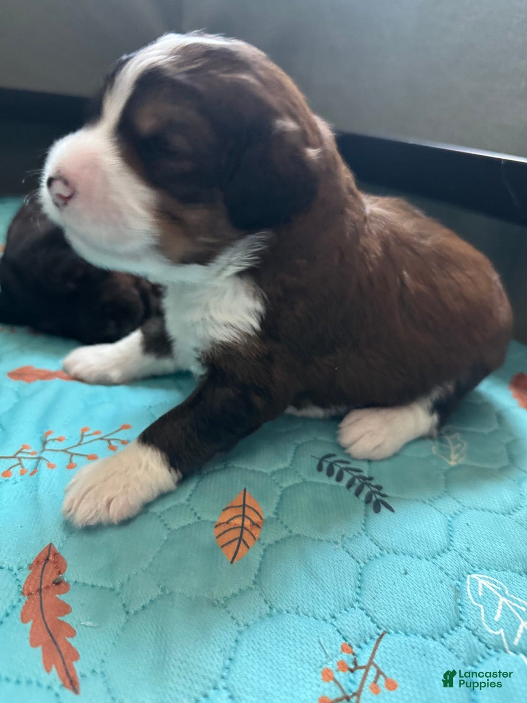 Bernedoodle dogs for sale: Tri Color Girl - Image 7