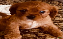 Cavalier King Charles Spaniel dogs for sale: Ruby - Image 3