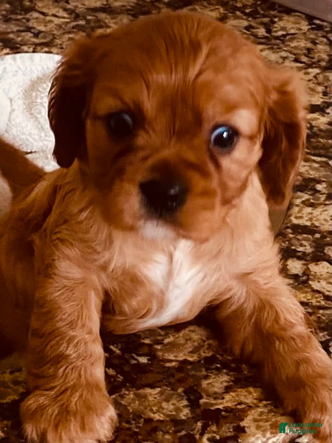 Cavalier King Charles Spaniel dogs for sale: Ruby - Image 3