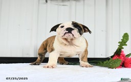 English Bulldog dogs for sale: English Bulldog 6 puppies - Image 7