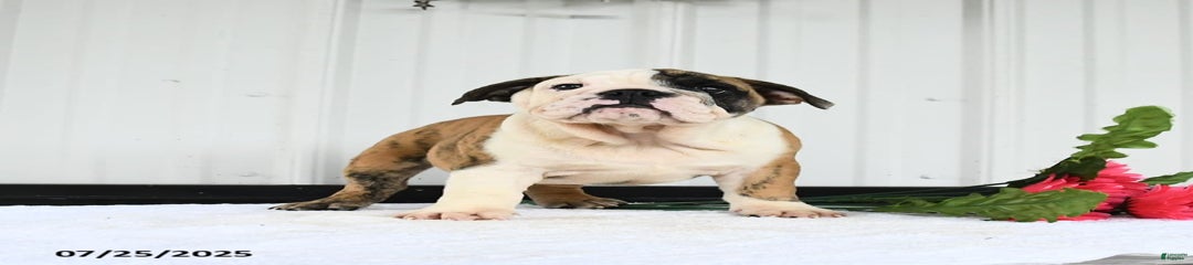 Roxie