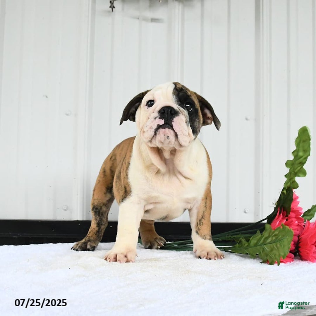 English Bulldog dogs for sale: English Bulldog 6 puppies - Image 7