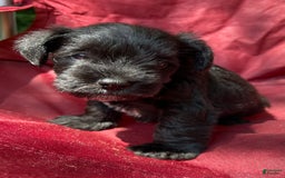 Miniature Schnauzer dogs for sale: Buddy - Image 7
