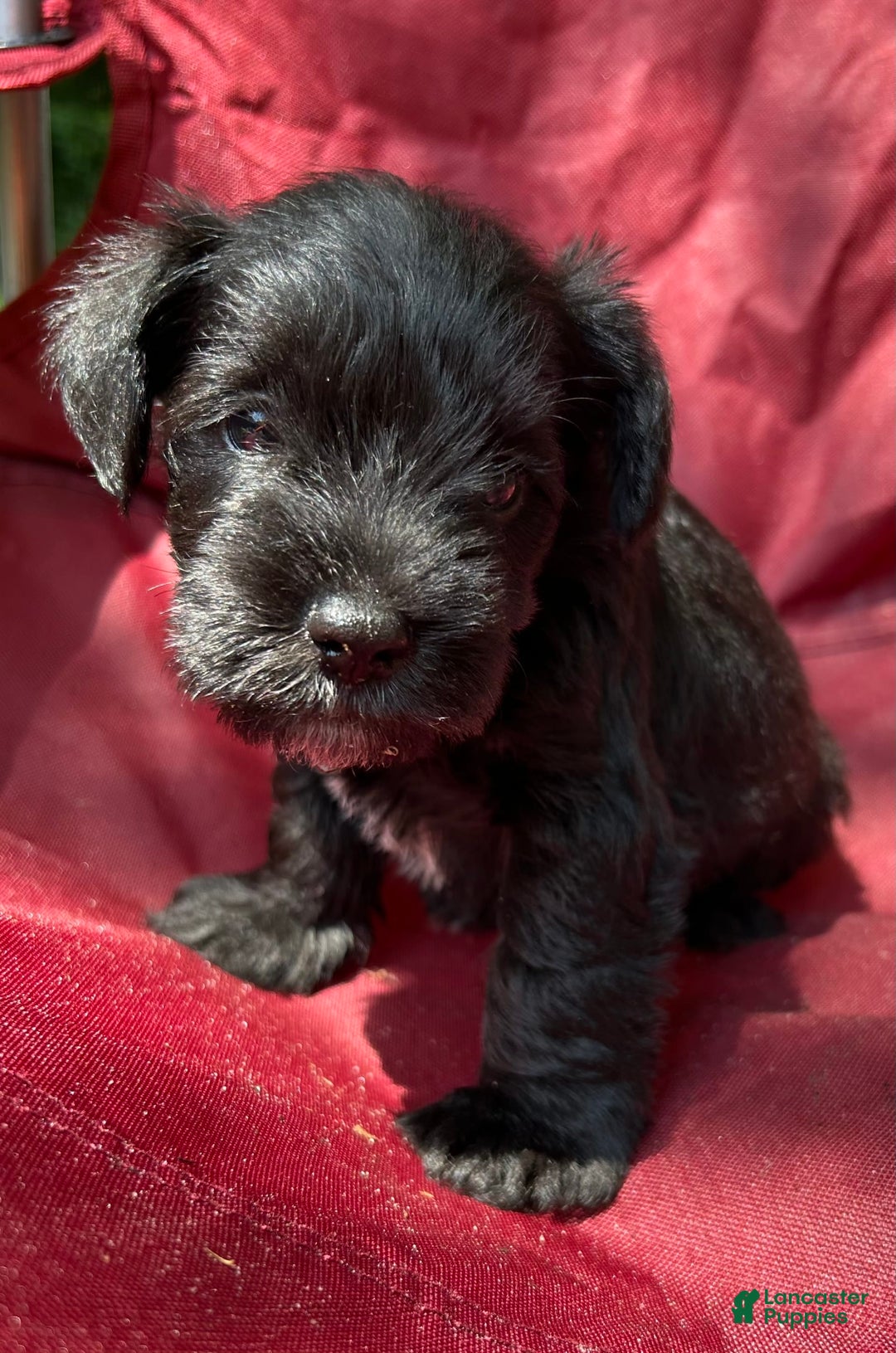 Miniature Schnauzer dogs for sale: Buddy - Image 7