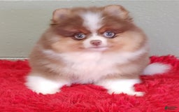 Pomeranian dogs for sale: Chewy - Image 1