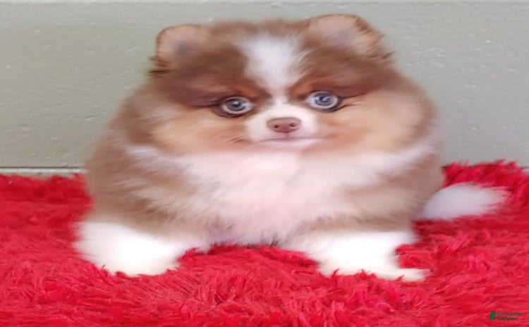 Pomeranian dogs for sale - Ad 2