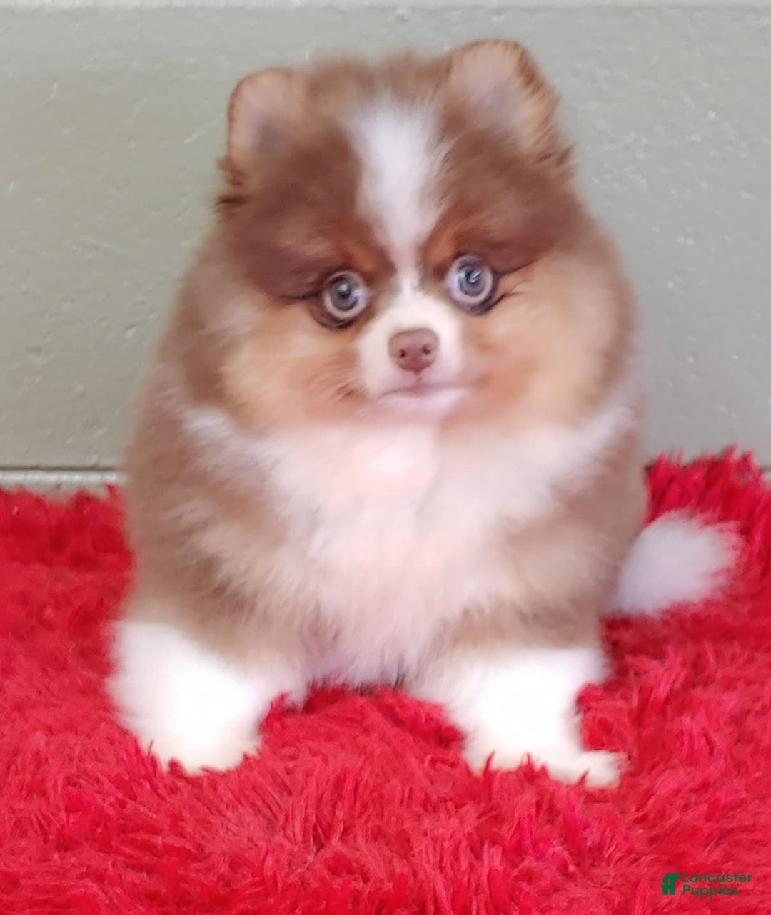 Pomeranian dogs for sale: Chewy - Image 1