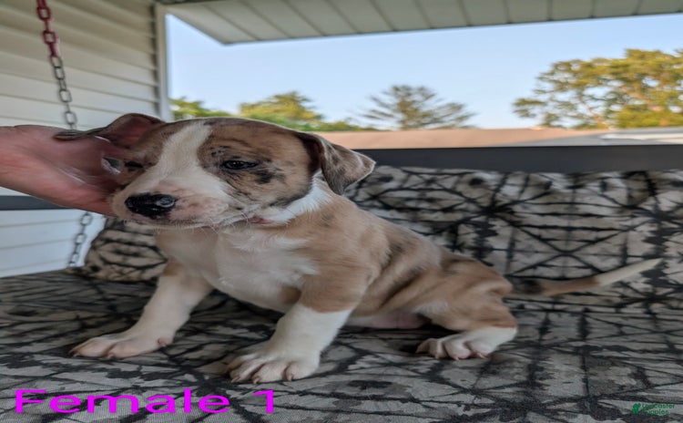 American Bulldog dogs - Advert 13