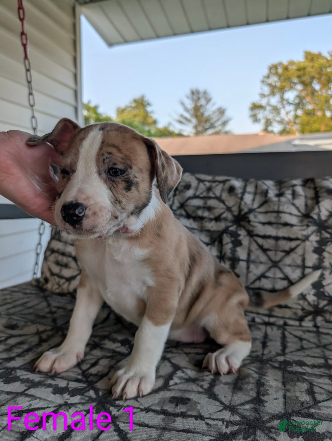 American Bulldog dogs for sale: Female 1 - Image 1
