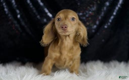 Miniature Dachshund dogs for sale: Miniature Dachshund 3 puppies - Image 5