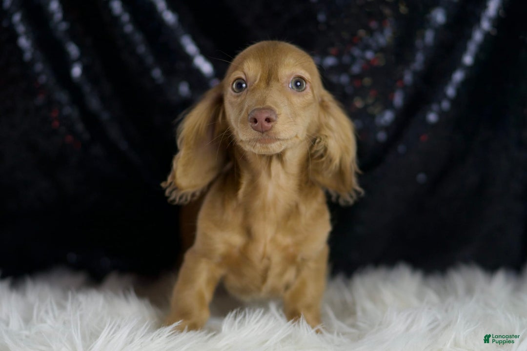 Miniature Dachshund dogs for sale: Miniature Dachshund 3 puppies - Image 5