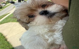 Shih Tzu dogs for sale: Brownie - Image 4