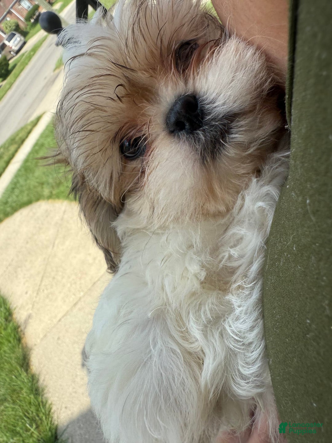 Shih Tzu dogs for sale: Brownie - Image 4