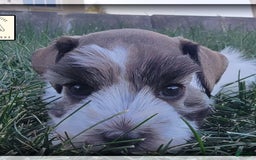 Miniature Schnauzer dogs for sale: Otis - Image 5